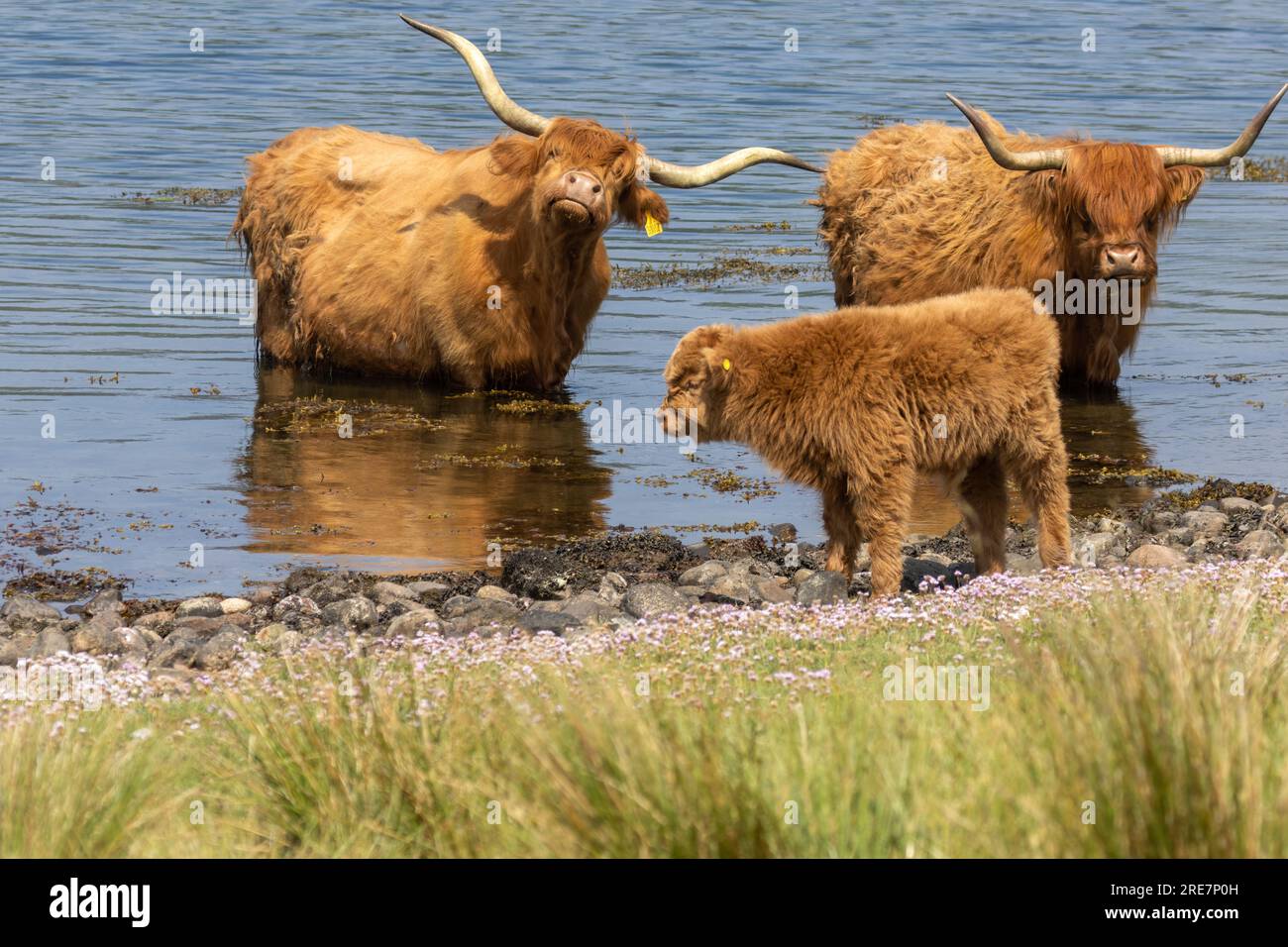 Deux vaches brunes adultes des hautes terres se refroidissant dans l'eau un jour très got avec un mignon veau furieux debout sur le rivage Banque D'Images