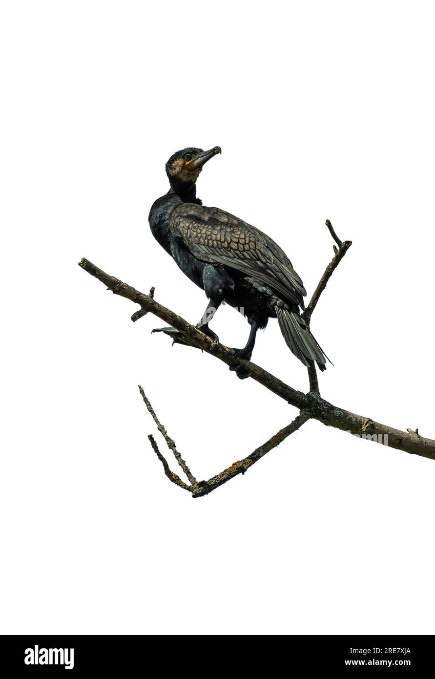 Grand Cormorant sur une branche sèche isolée sur un fond blanc Banque D'Images