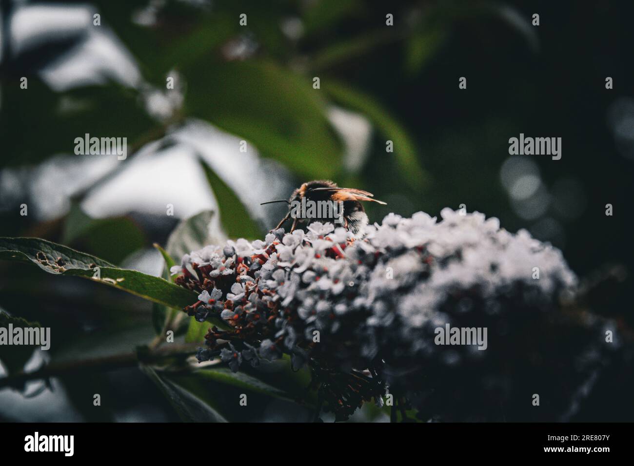 bumble bee au travail, gros plan Banque D'Images