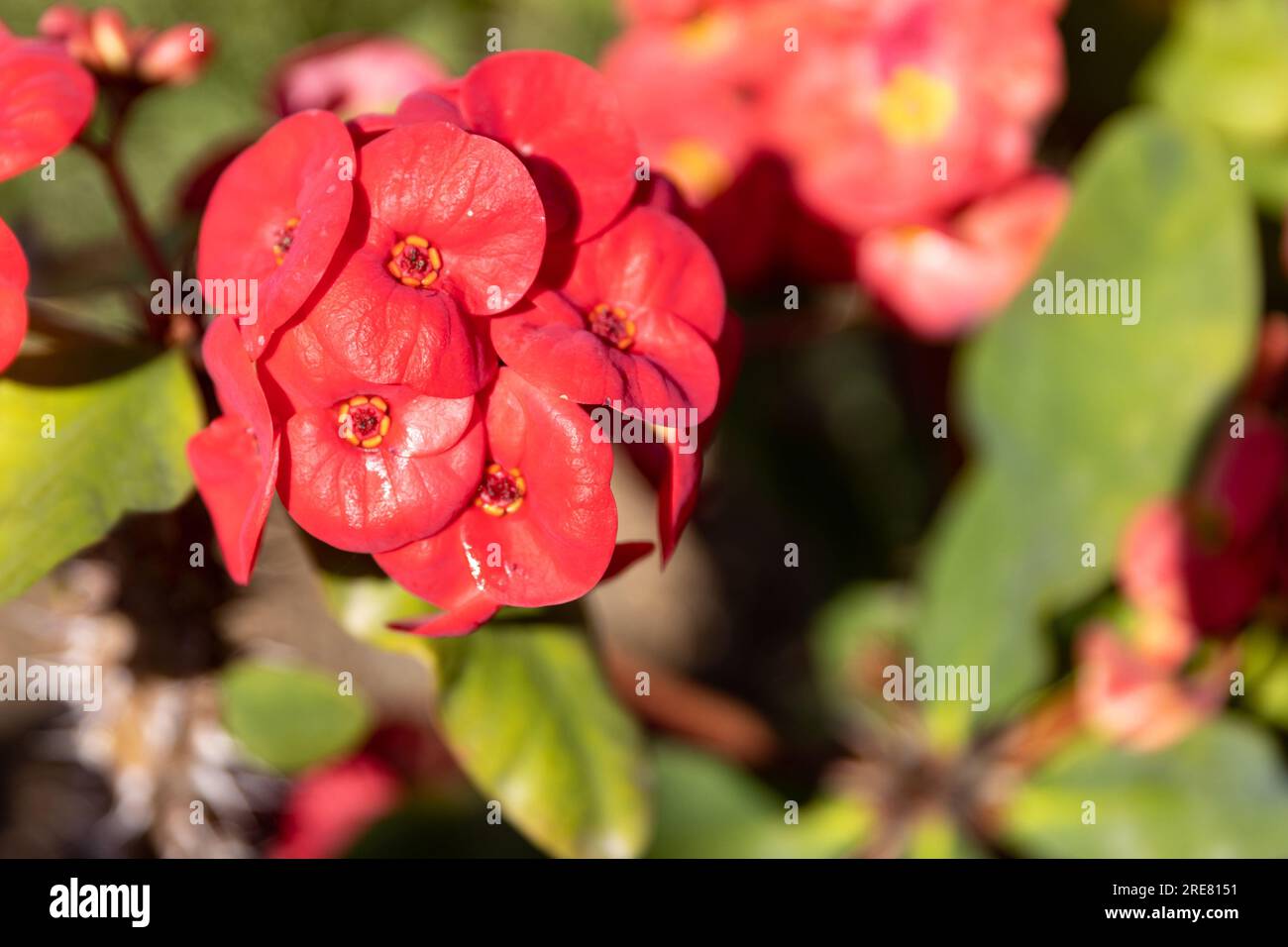 euphorbia Milii fleur rouge fleurissant dans le jardin. La couronne d'épines, appelée Corona de Cristo. Concentrez-vous sur le premier plan. Banque D'Images