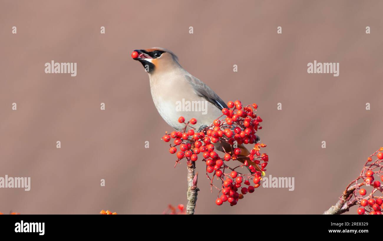 Waxwing / Waxwings Banque D'Images