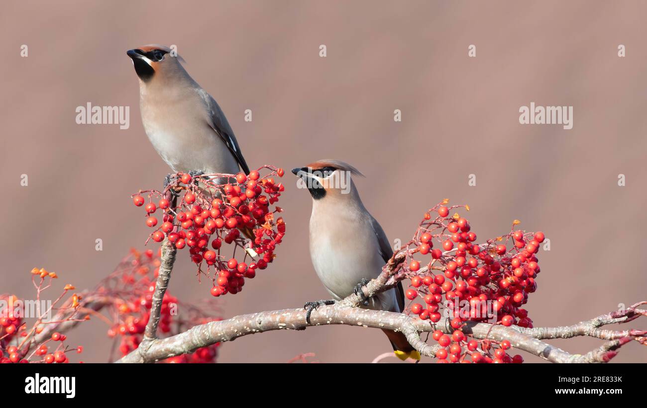 Waxwing / Waxwings Banque D'Images