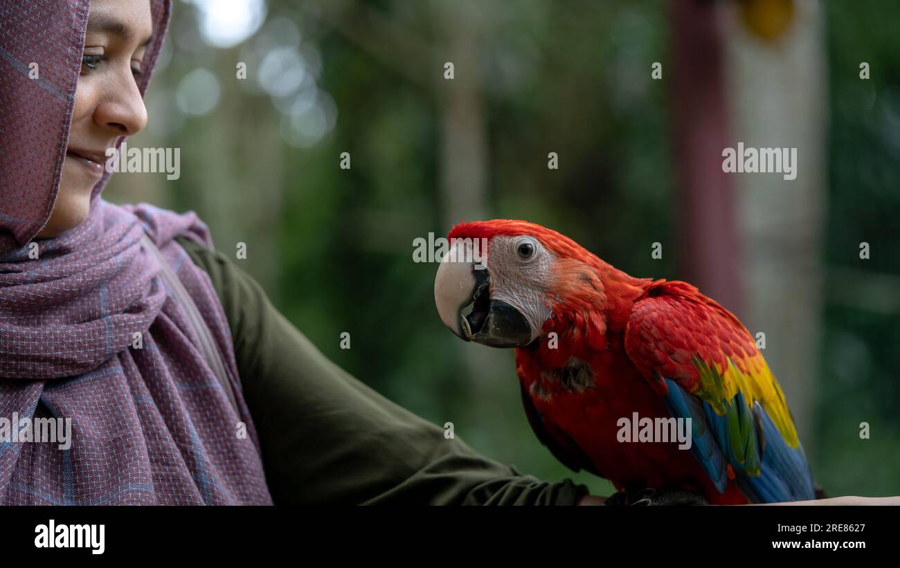 Belle macaw rouge dans les mains d'une femme musulmane Banque D'Images