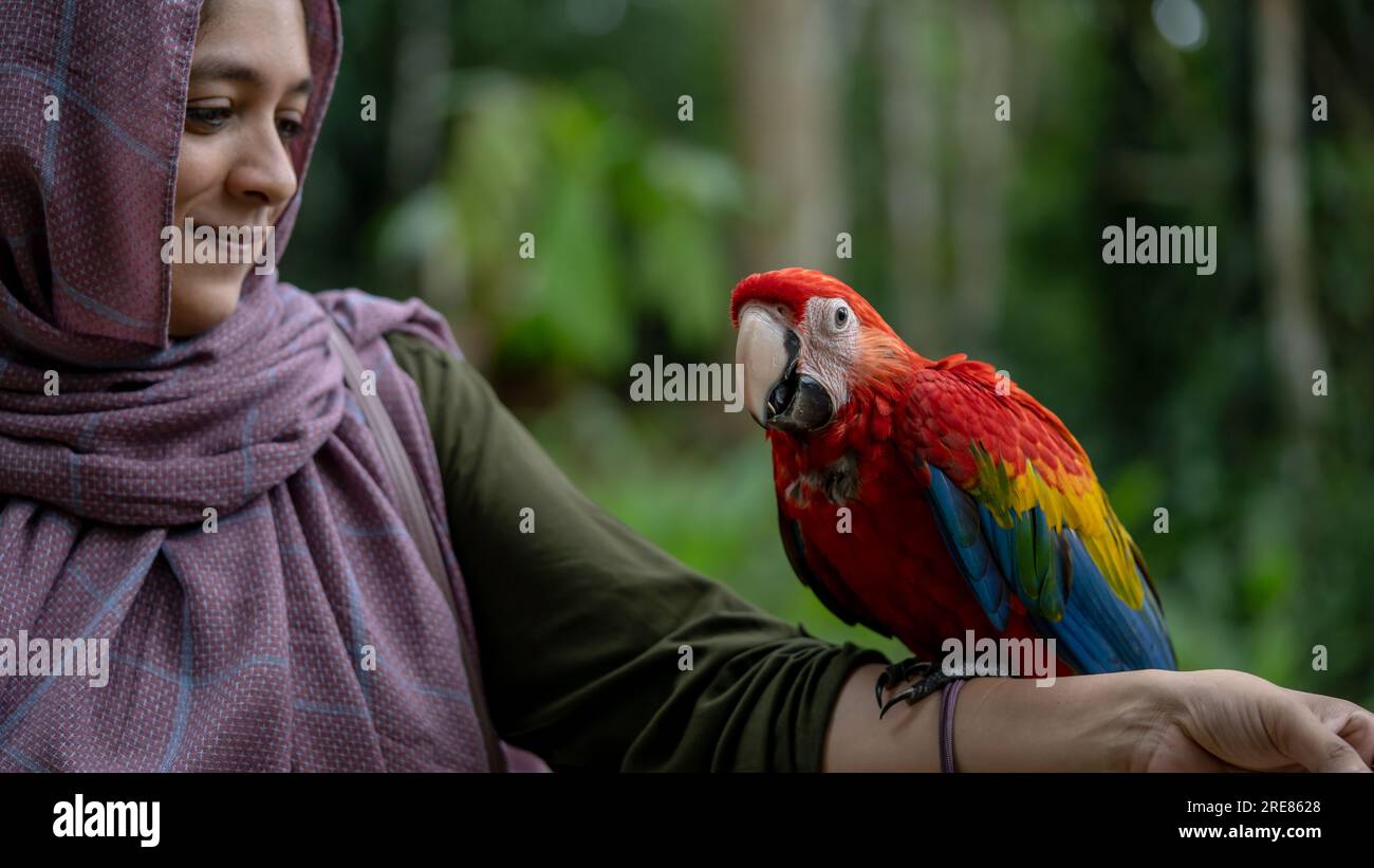 Belle macaw rouge dans les mains d'une femme musulmane Banque D'Images
