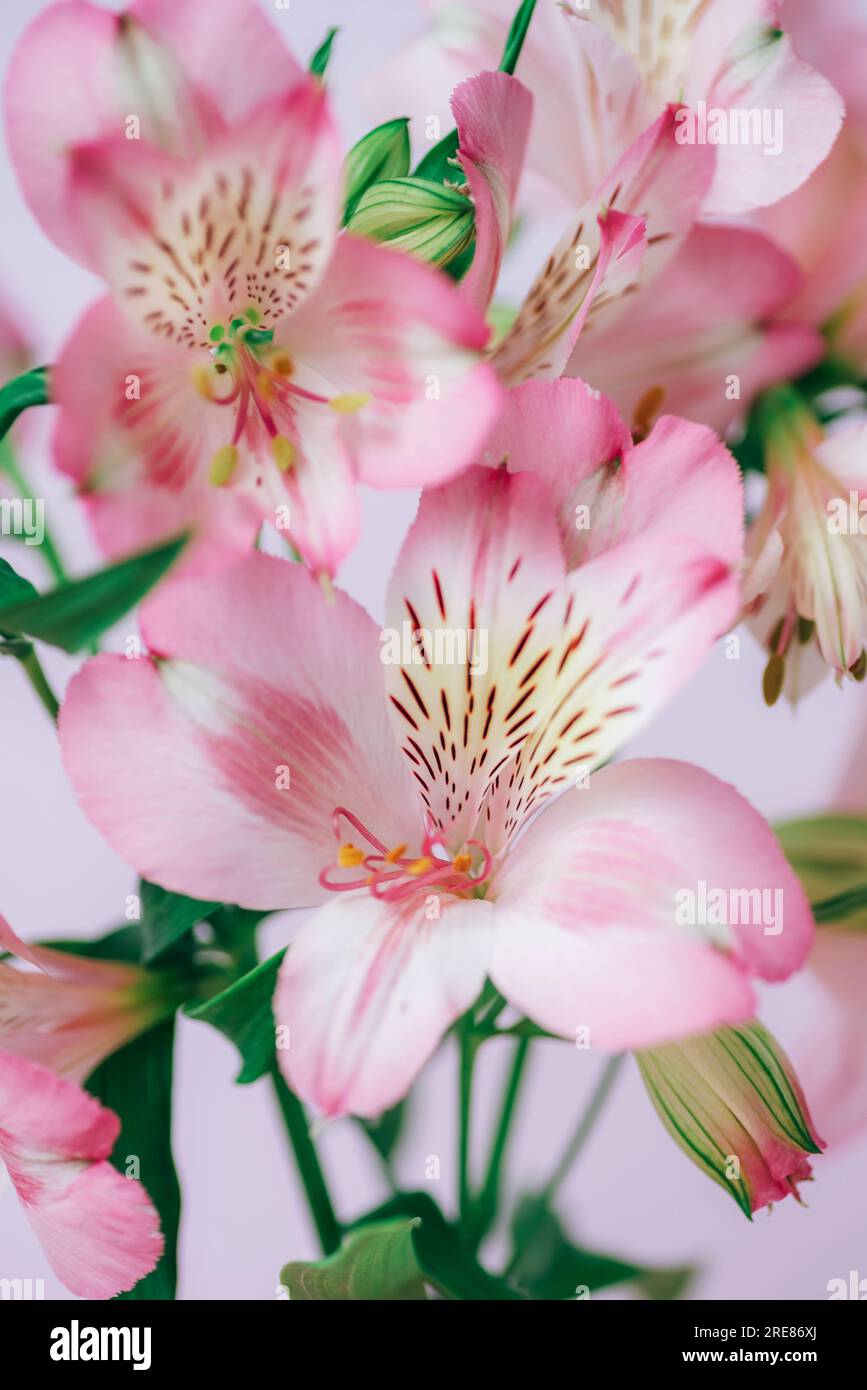 Belles fleurs roses d'alstroemeria et feuilles vertes, en gros plan. Banque D'Images