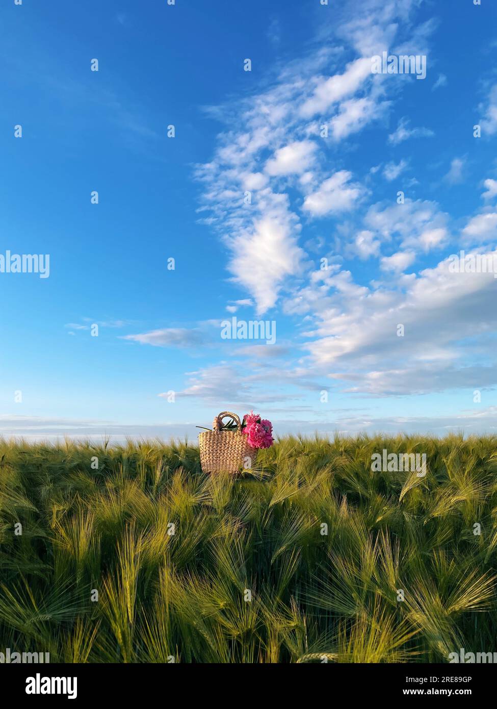 Panier rempli de fleurs de pivoine roses dans un champ de blé en été, Biélorussie Banque D'Images