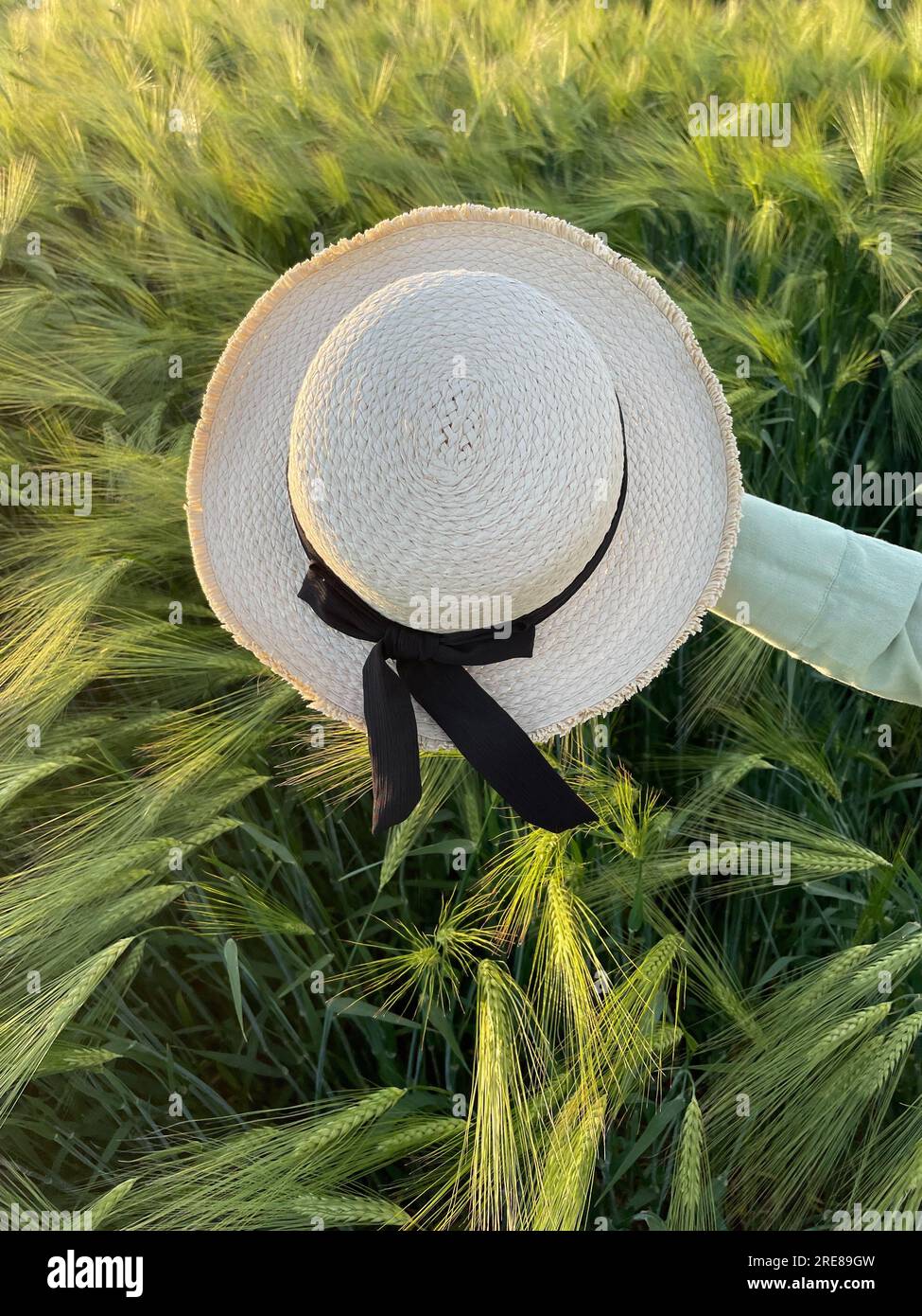 Main de femme tenant un chapeau de paille dans un champ de blé, Biélorussie Banque D'Images