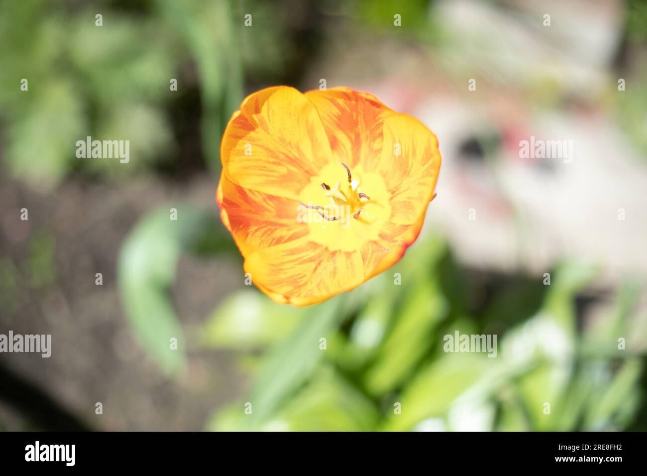 Fleur d'oranger. Tulipe dans le jardin. Plante d'été. Détails de la nature. Banque D'Images