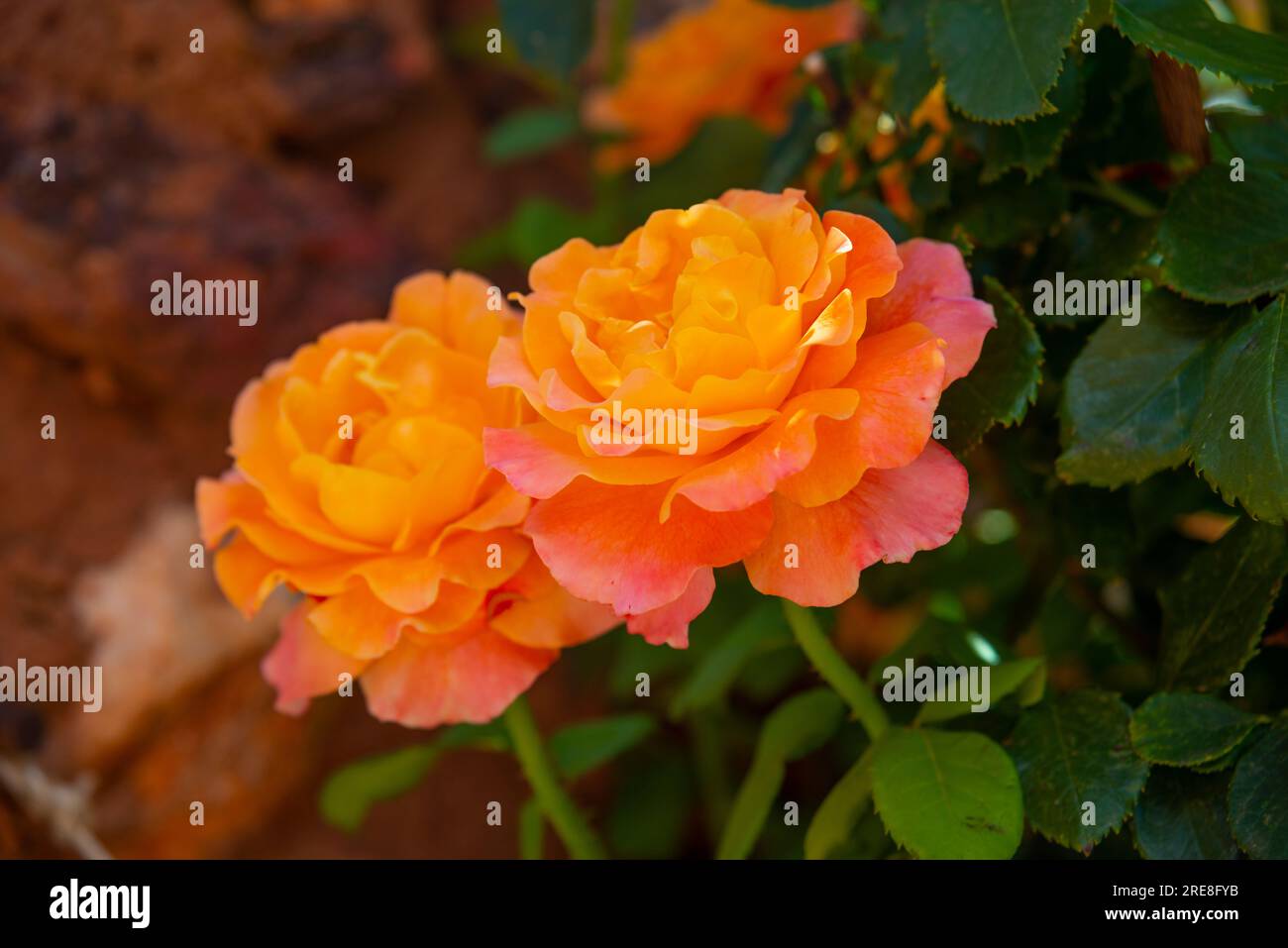 Roses orange. Banque D'Images