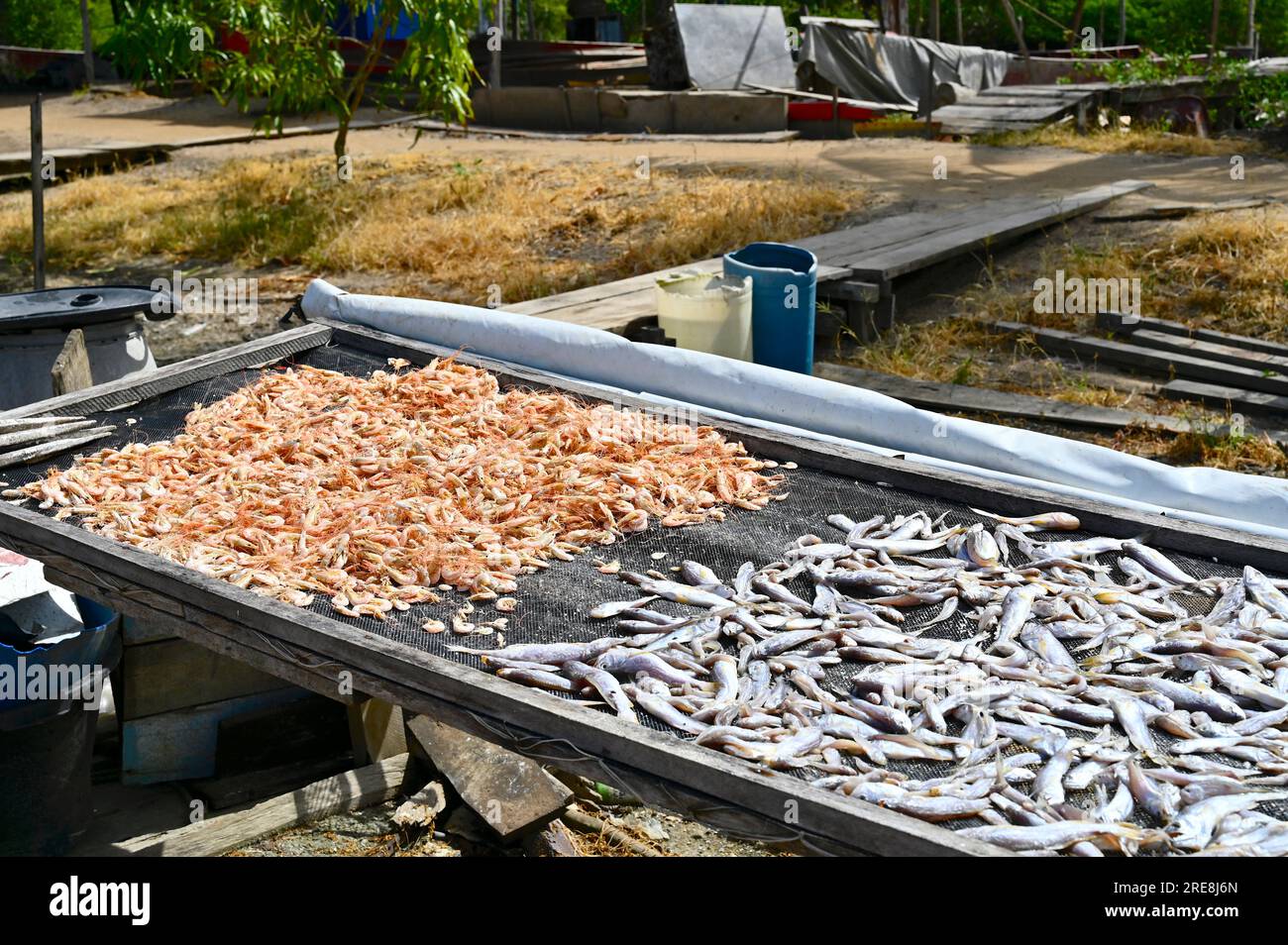 Table de séchage pour crevettes et petits poissons dans le village de pêcheurs de Pomona à Commewijne, Suriname Banque D'Images