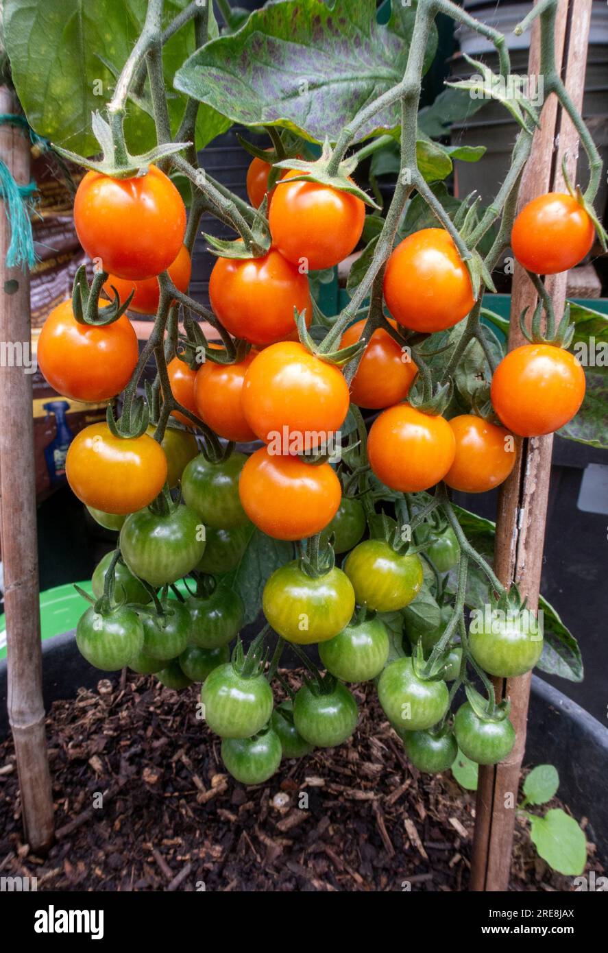 Tomate Honeycomb, une jolie variété de cerise de couleur orange doré, poussant sur la vigne dans une serre Devon. Banque D'Images
