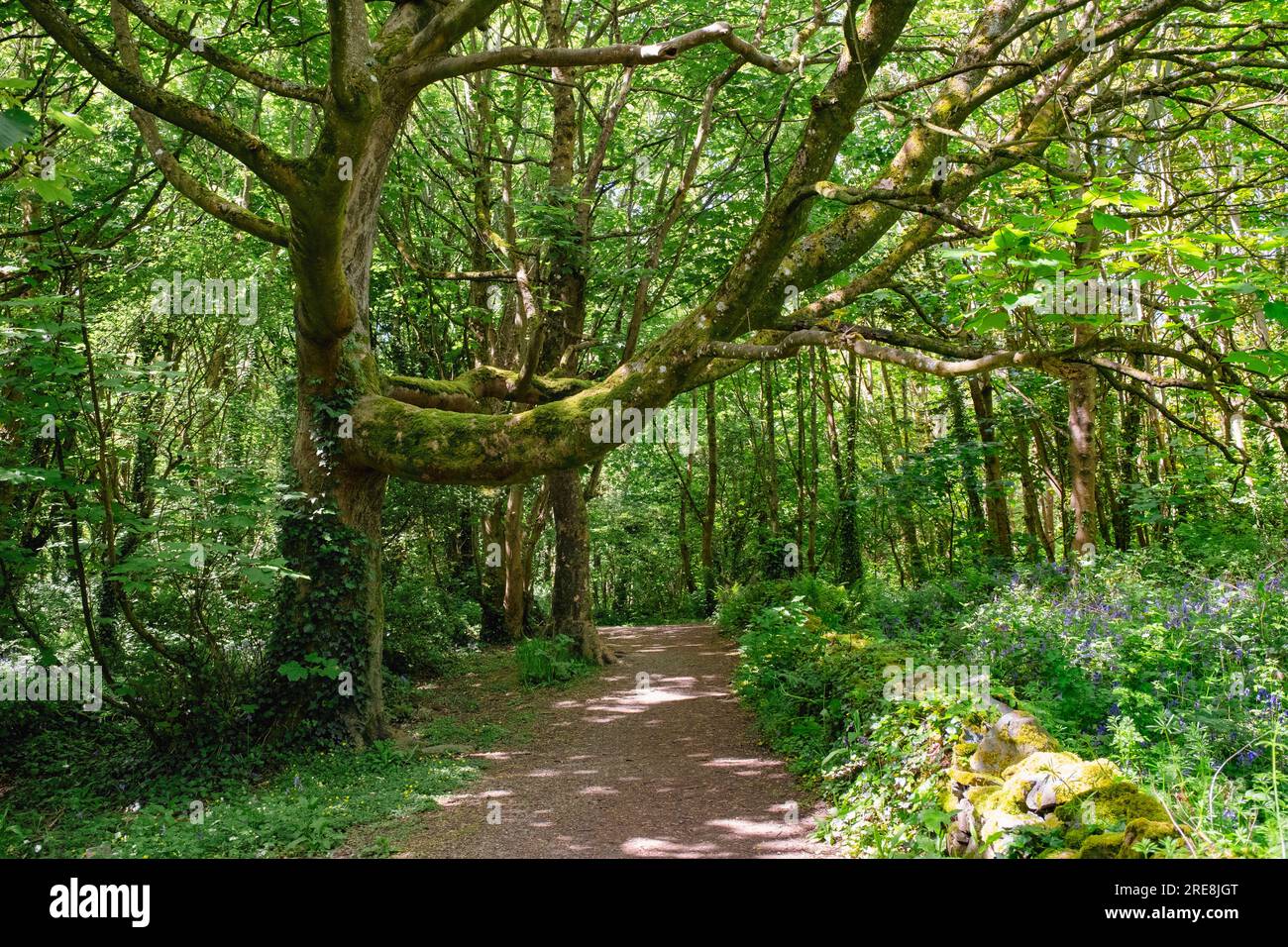 Chemin à travers les bois au printemps avec Bluebells en fleur. Aussi connu sous le nom de Penrhos Country Park. Penrhos Coastal Park, Holyhead, île d'Anglesey, pays de Galles, Banque D'Images