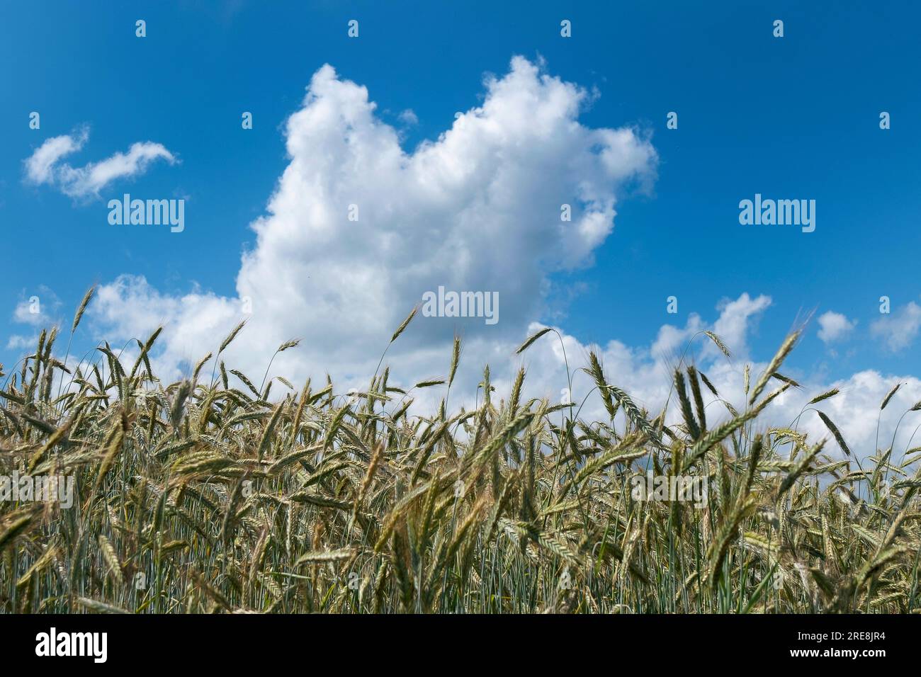 Nuages dans un ciel bleu au-dessus d'un champ de maïs un jour d'été Banque D'Images
