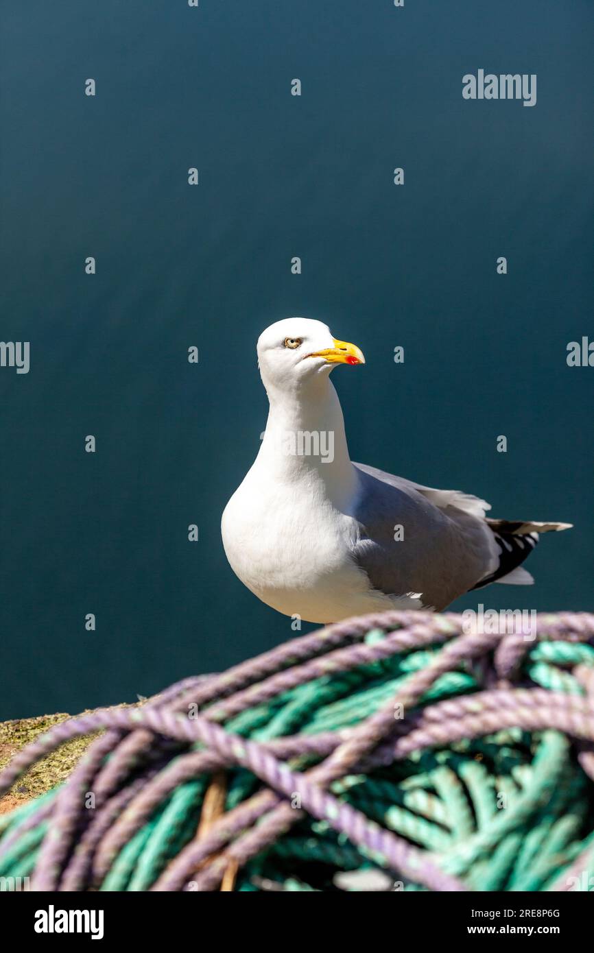 Moins adossé à St Abbs, Écosse Banque D'Images