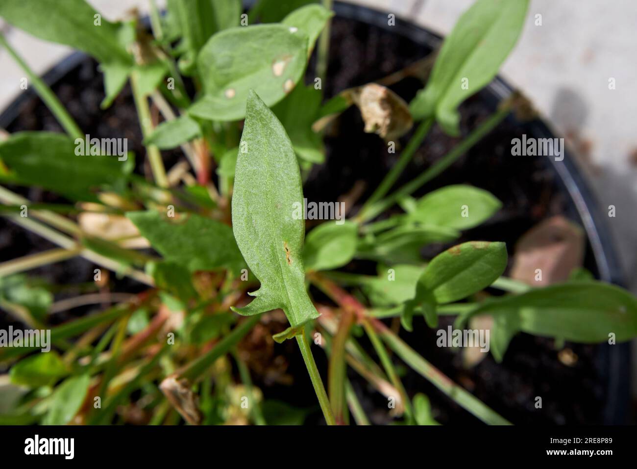oseille de mouton rumex acetosella poussant dans un pot dans un jardin au royaume-uni Banque D'Images