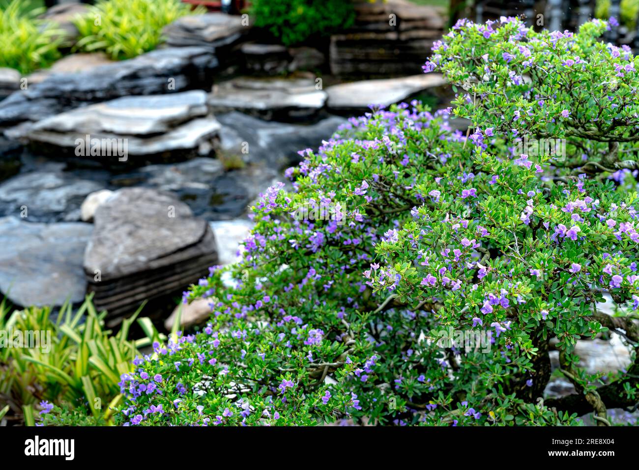 Un jardin en ardoise avec des fleurs violettes sauvages Banque D'Images