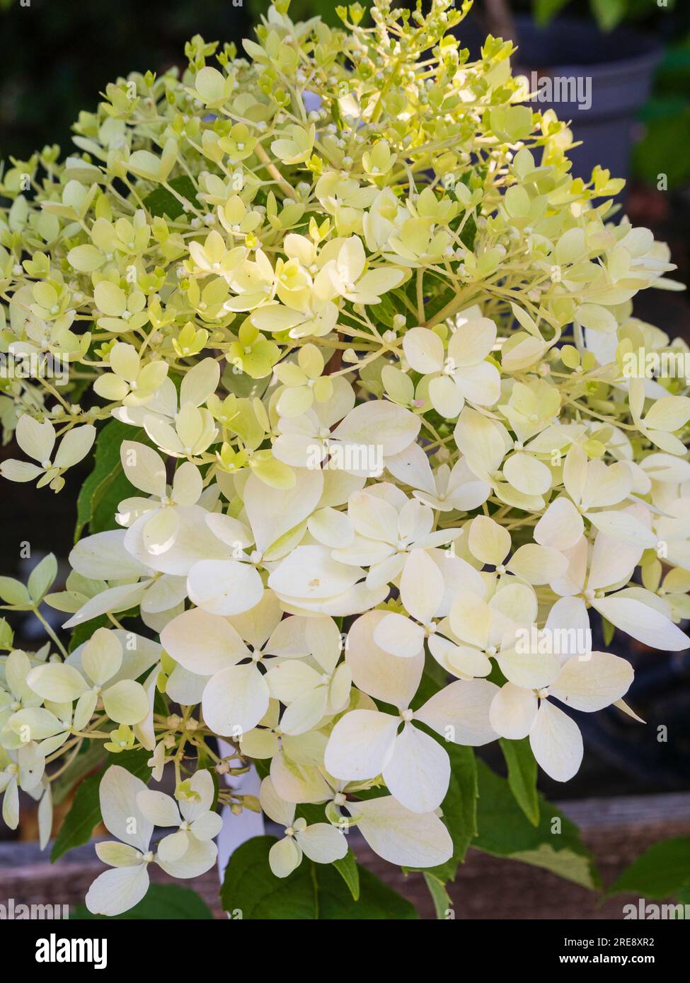 Fleurons blancs crème dans la tête de l'arbuste robuste, Hydrangea paniculata 'Phantom' Banque D'Images