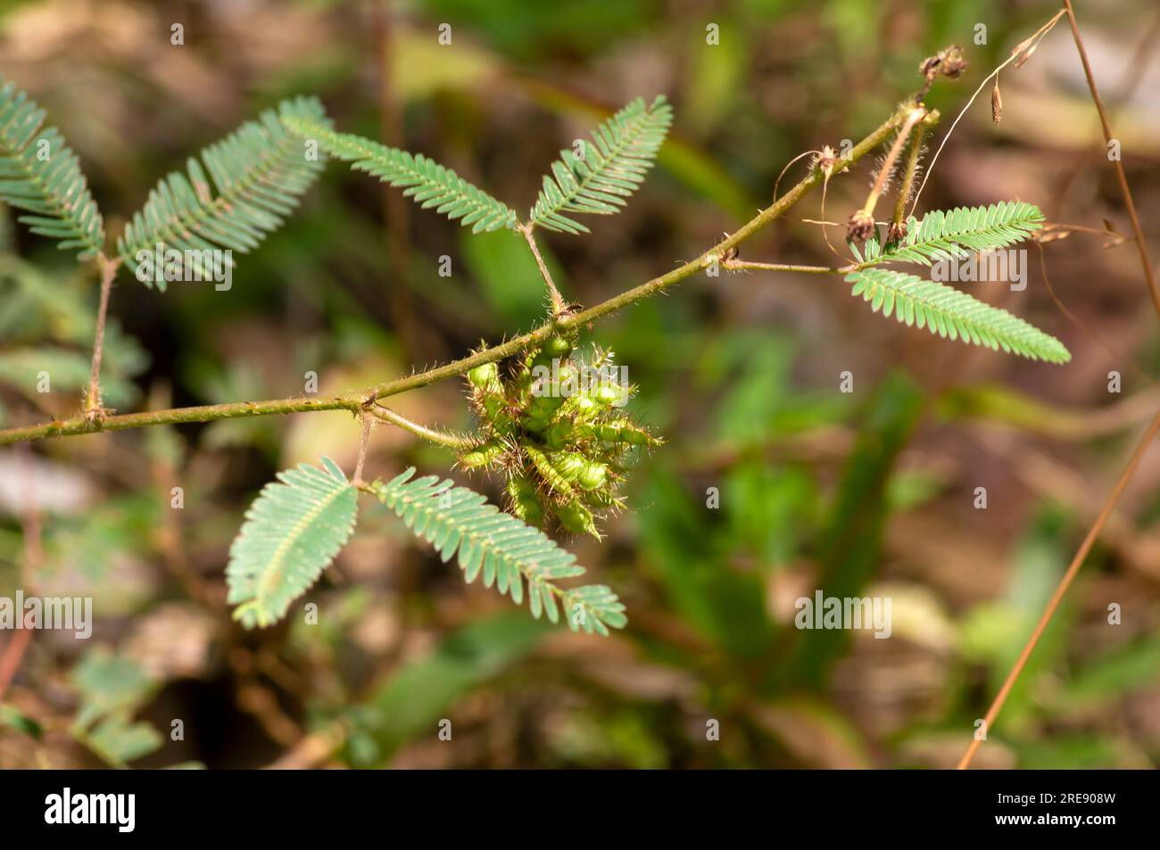 Putri Malu, la hameplant (Mimosa pudica) graines, plante Mimosa, feuilles d'herbe sensibles, avec bokeh backrgound. Banque D'Images
