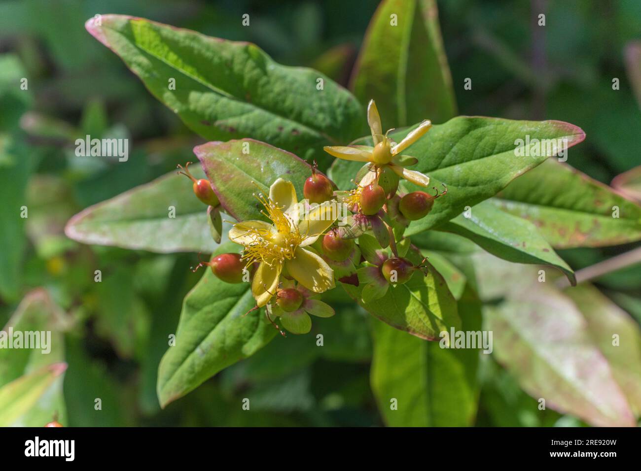 Plan rapproché des fleurs jaunes de la plante à base de plantes Tutsan / Hypericum androsaemum poussant à l'état sauvage au Royaume-Uni. Plante médicinale bien connue utilisée depuis des siècles. Banque D'Images