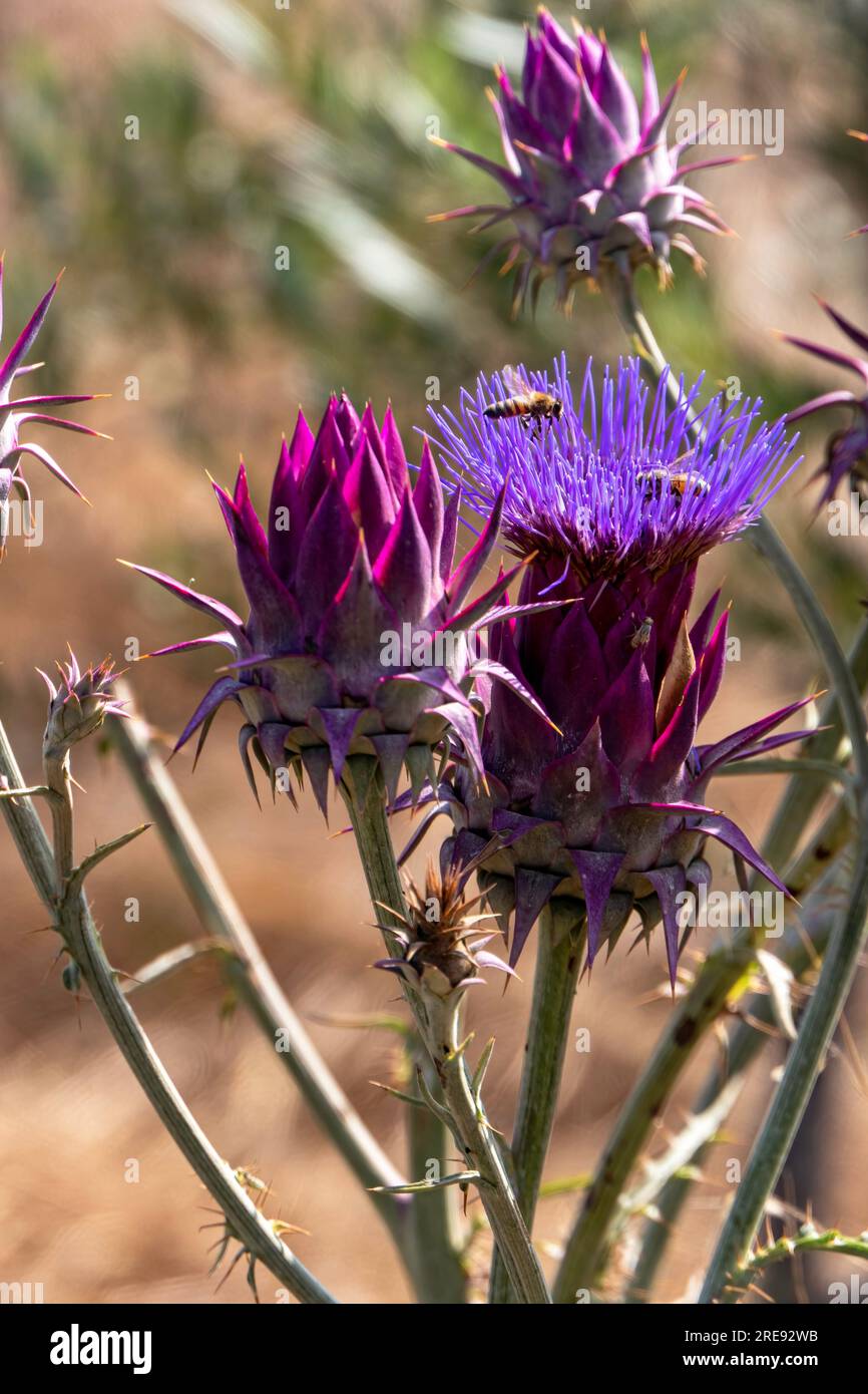 Gros plan des abeilles récoltant du pollen sur un Cynara syriaca ou artichaut sauvage syrien en floraison Banque D'Images