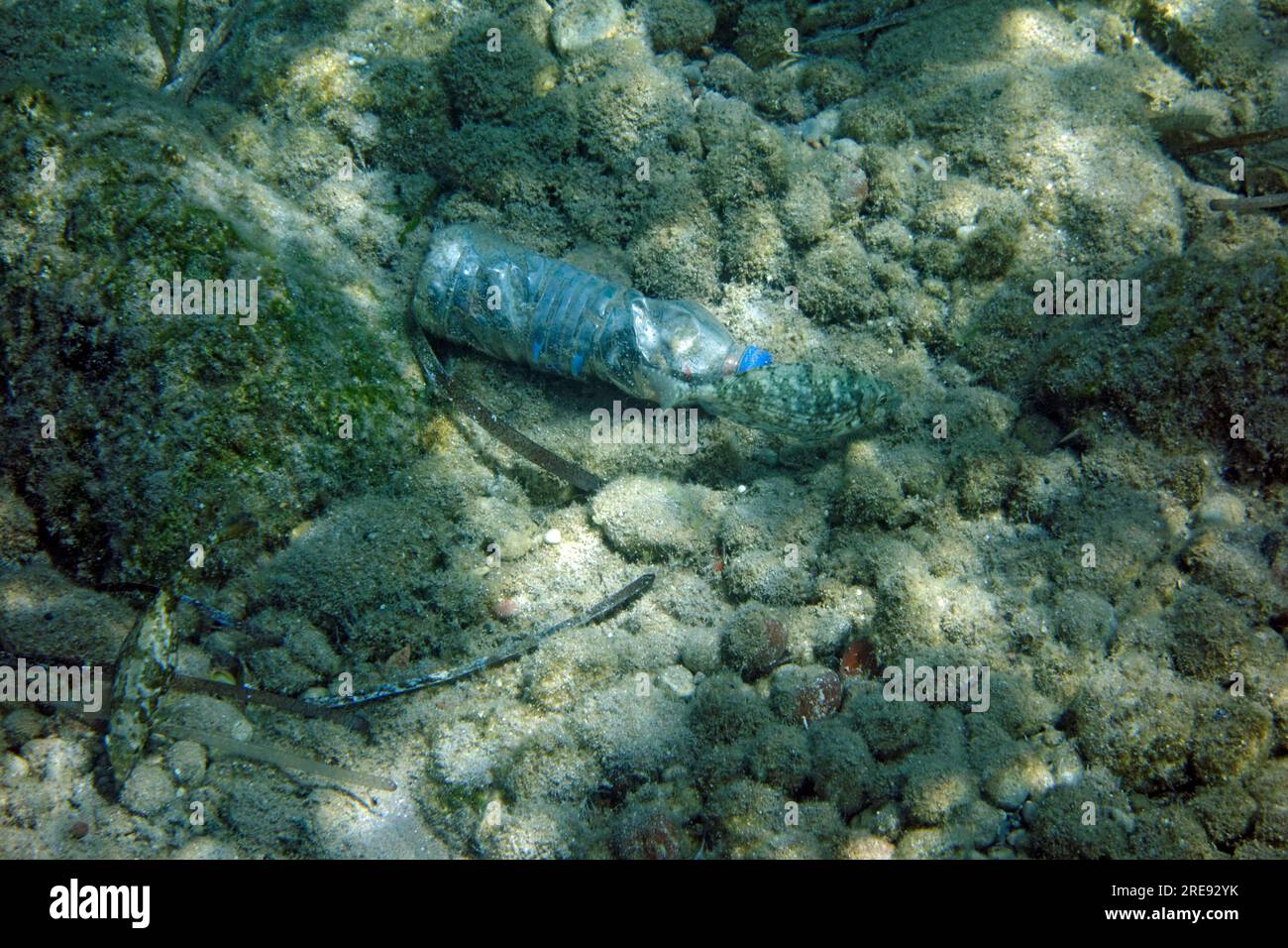 Bouteille d'eau en plastique vide sur le fond de la mer, Tilos, îles du Dodécanèse, sud de la mer Égée, Grèce. Banque D'Images