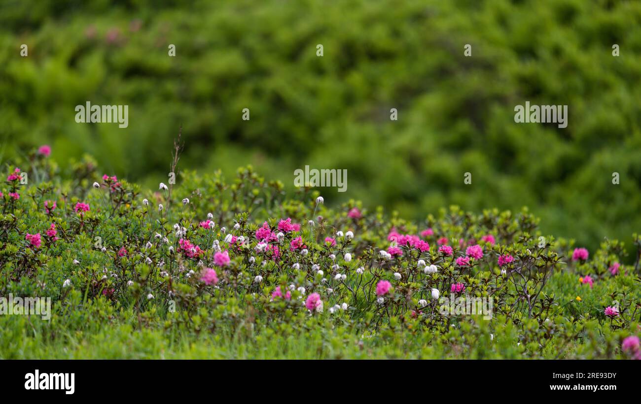 belle prairie de montagne avec des roses alpines lors d'une soirée d'été après la pluie Banque D'Images