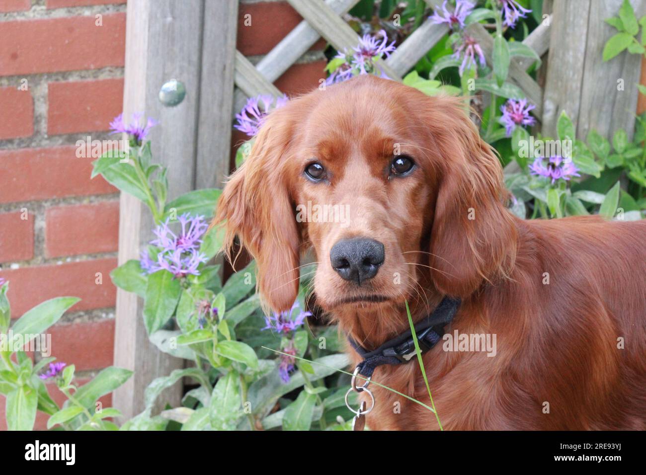Gros plan du chiot irlandais set rouge dans le jardin Banque D'Images