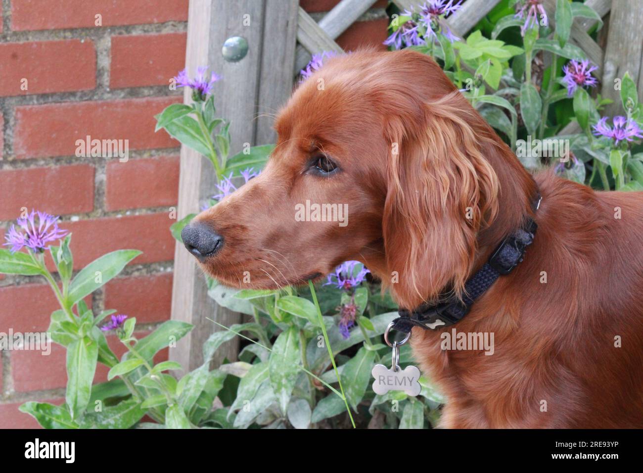 Gros plan du chiot irlandais set rouge dans le jardin Banque D'Images