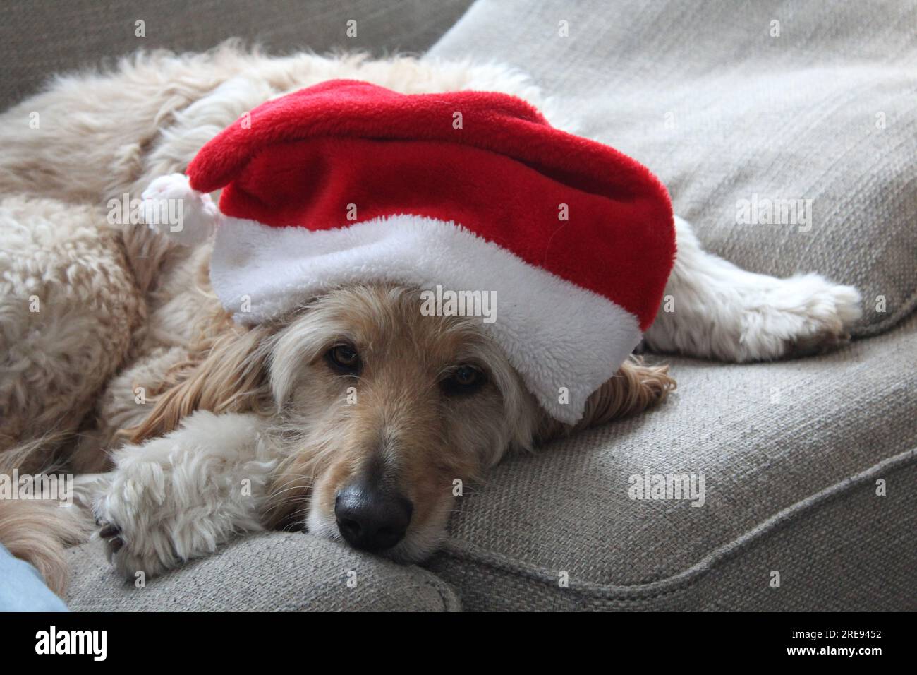 Un doodle doré portant un chapeau de Père Noël Banque D'Images