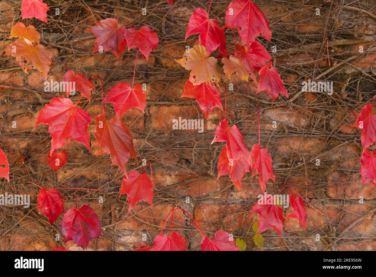 Feuilles orange et rouge de plante de vigne grimpant sur le mur de briques dans le jardin ensoleillé Banque D'Images