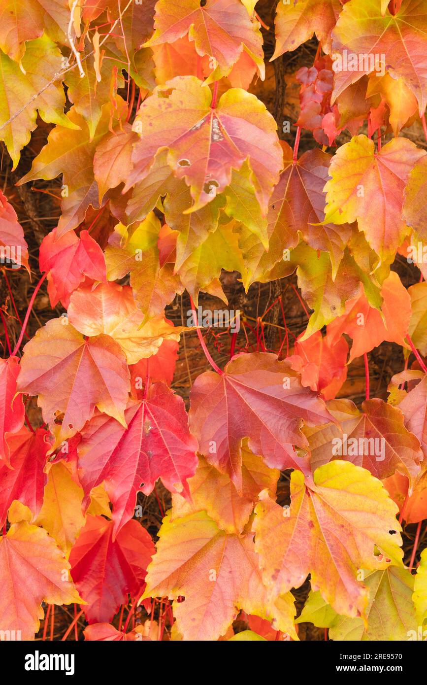 Plein cadre de feuilles de vigne orange, jaune et rouge dans le jardin ensoleillé Banque D'Images