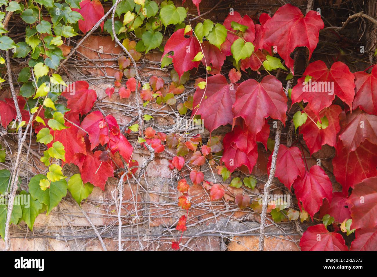 Feuilles vertes et rouges de plante de vigne grimpant sur le mur de briques dans le jardin ensoleillé Banque D'Images