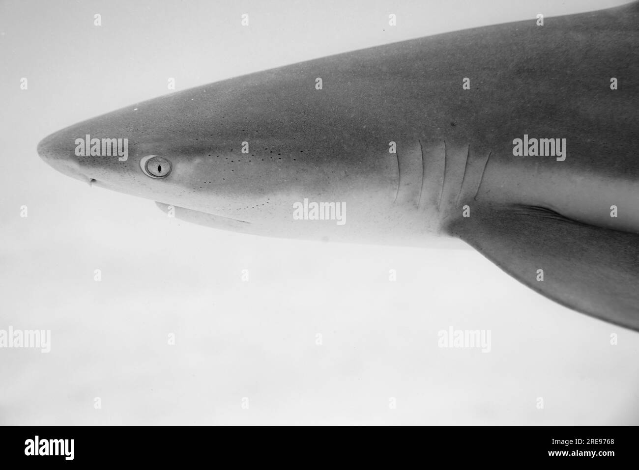 Vue sous-marine de tête de requin en image noir et blanc nageant dans l'eau transparente dans les îles de Moorea et Tahiti en Polynésie française Banque D'Images