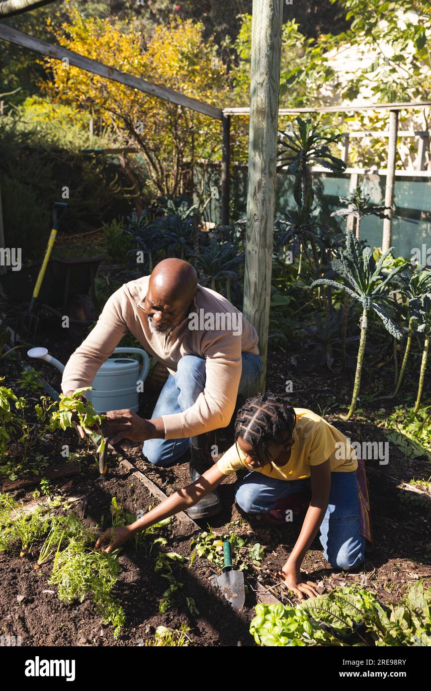 Grand-père et petit-fils afro-américains plantant dans le jardin Banque D'Images