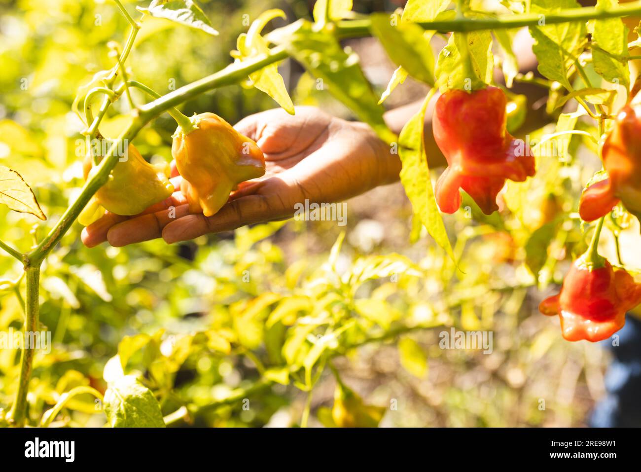 Main d'un garçon afro-américain touchant le poivre jaune dans le jardin Banque D'Images