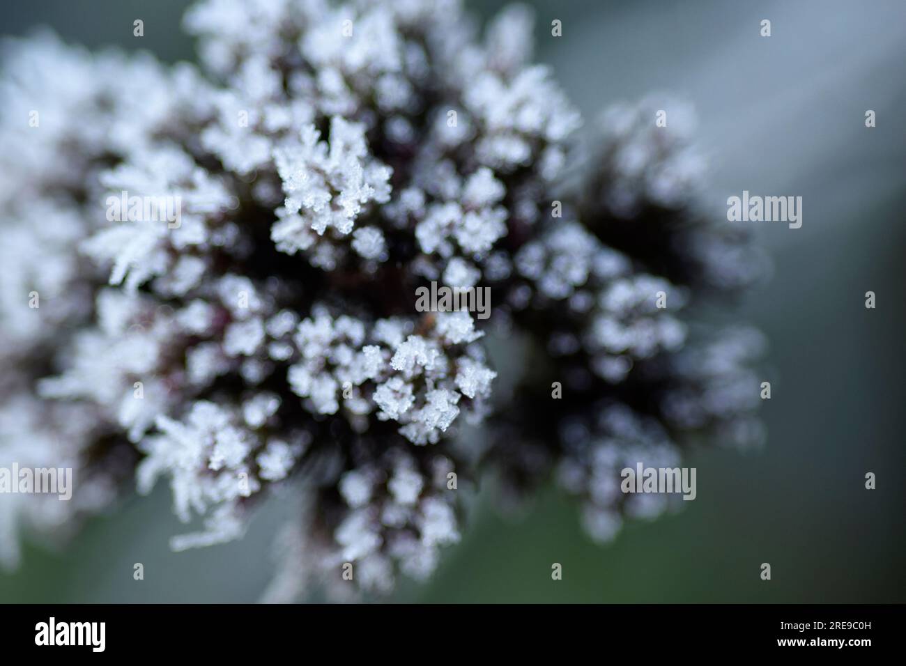 cristaux de glace sur plante Banque D'Images