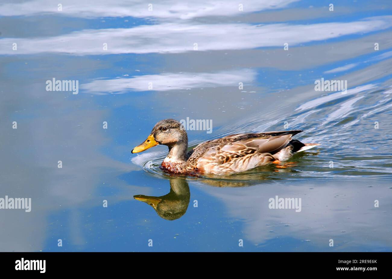 Femelle, canard colvert glisse à travers un ciel bleu réfléchi sur la rivière Yahara dans le Wisconsin. Banque D'Images