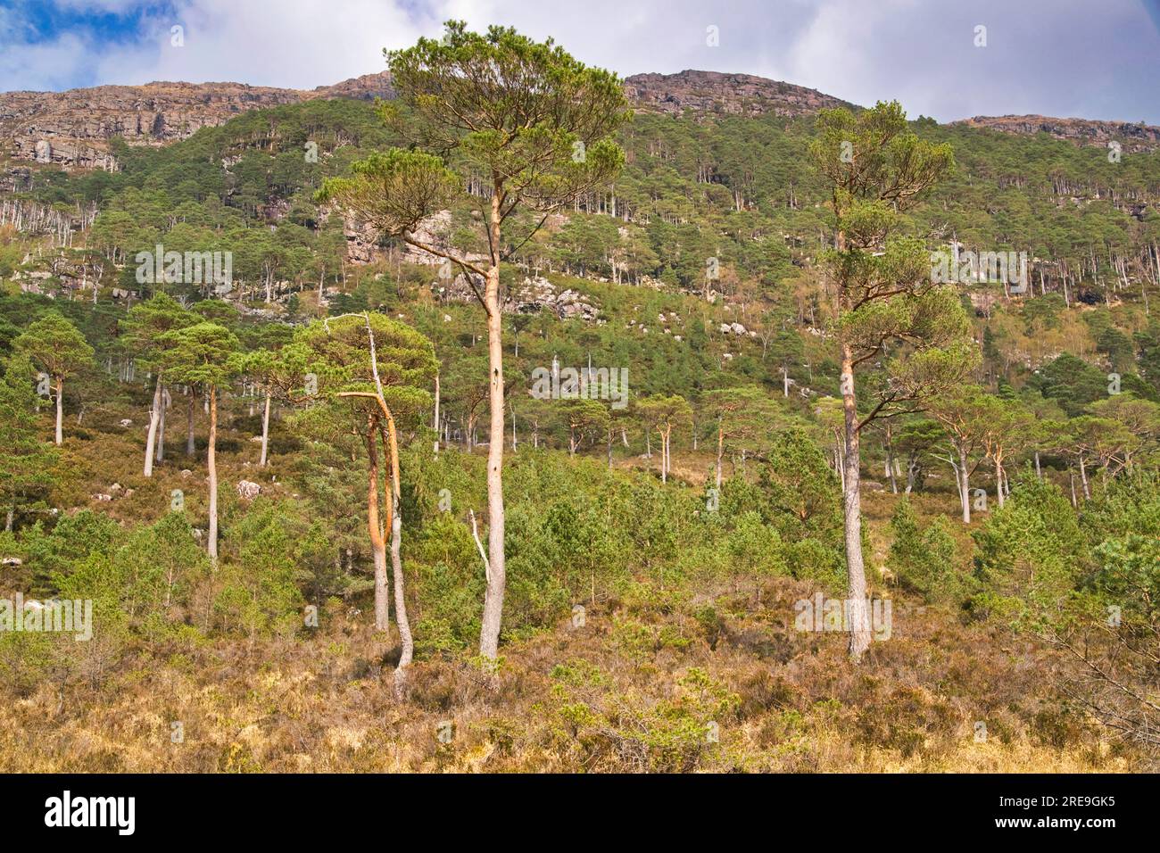 Vestiges de l'ancienne forêt de pins calédoniens écossais sur la montagne Shieldaig Village, Strathcarron, Loch Shieldaig, région des Highlands, Écosse Banque D'Images