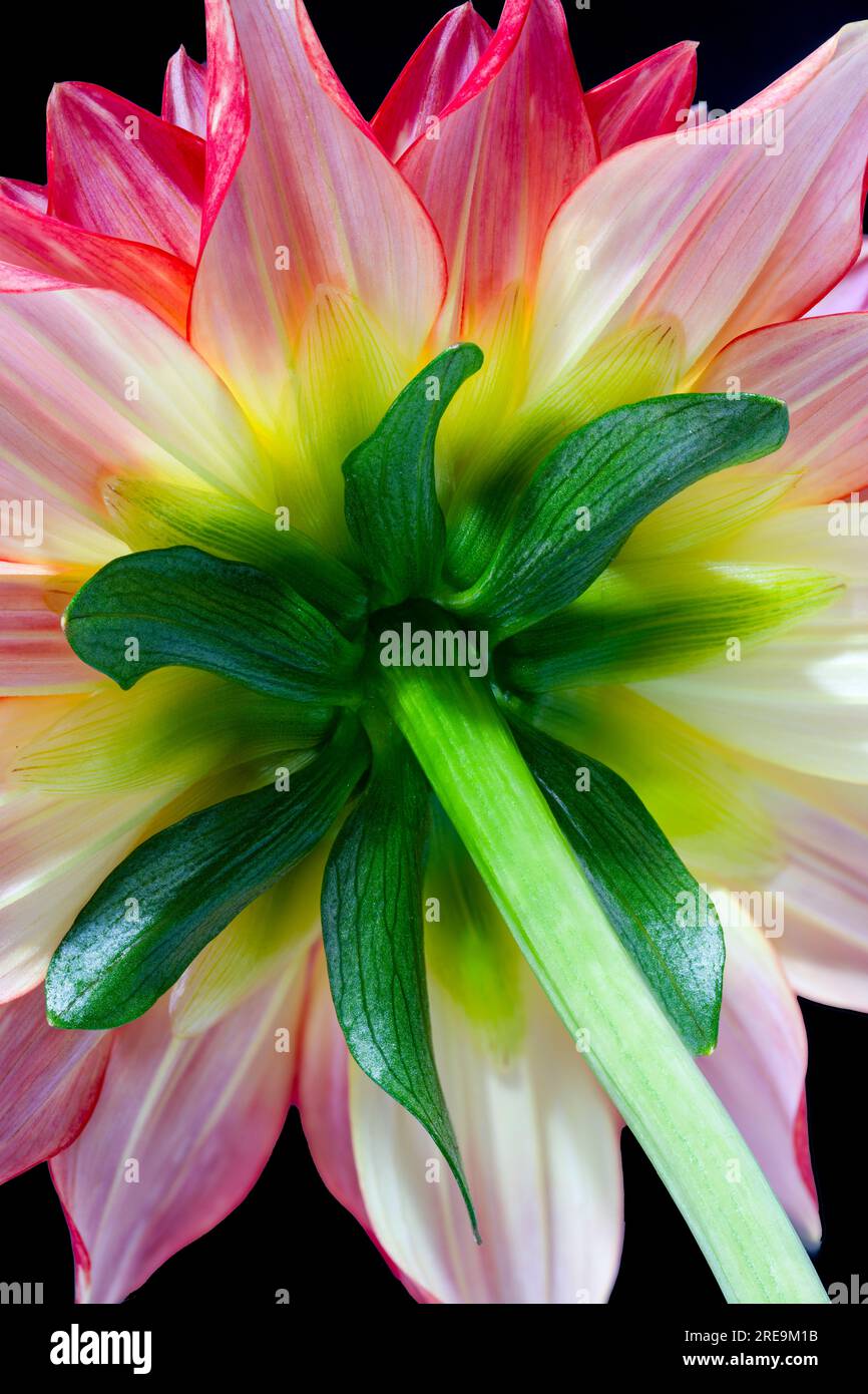 Un gros plan dessous d'une belle fleur de Dahlia rouge et jaune Banque D'Images