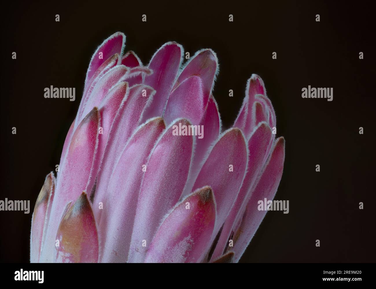 Une fleur spectaculaire et très inhabituelle d'une plante Protea, (Protea aristata), photographiée sur un fond noir Uni Banque D'Images