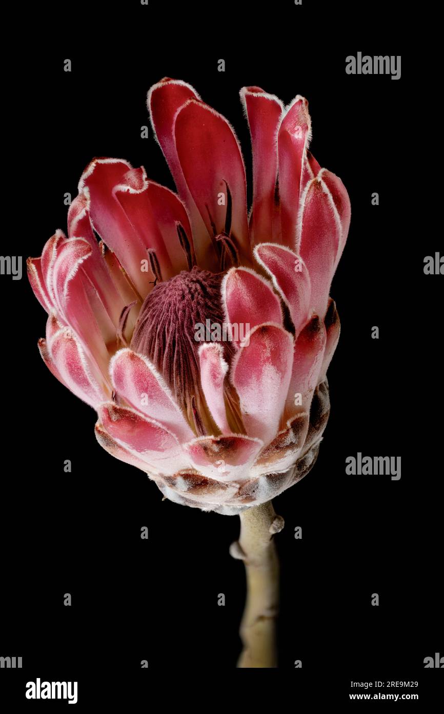 Une fleur spectaculaire et très inhabituelle d'une plante Protea, (Protea aristata), photographiée sur un fond noir Uni Banque D'Images