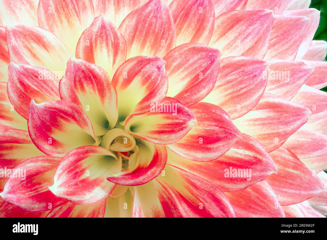 Une vue rapprochée des pétales d'une belle fleur de Dahlia rouge et jaune Banque D'Images
