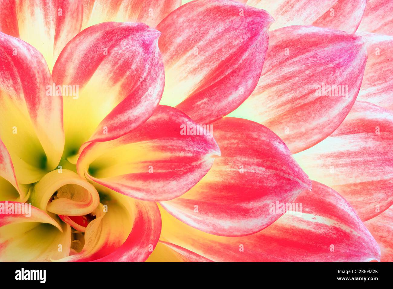 Une vue rapprochée des pétales d'une belle fleur de Dahlia rouge et jaune Banque D'Images