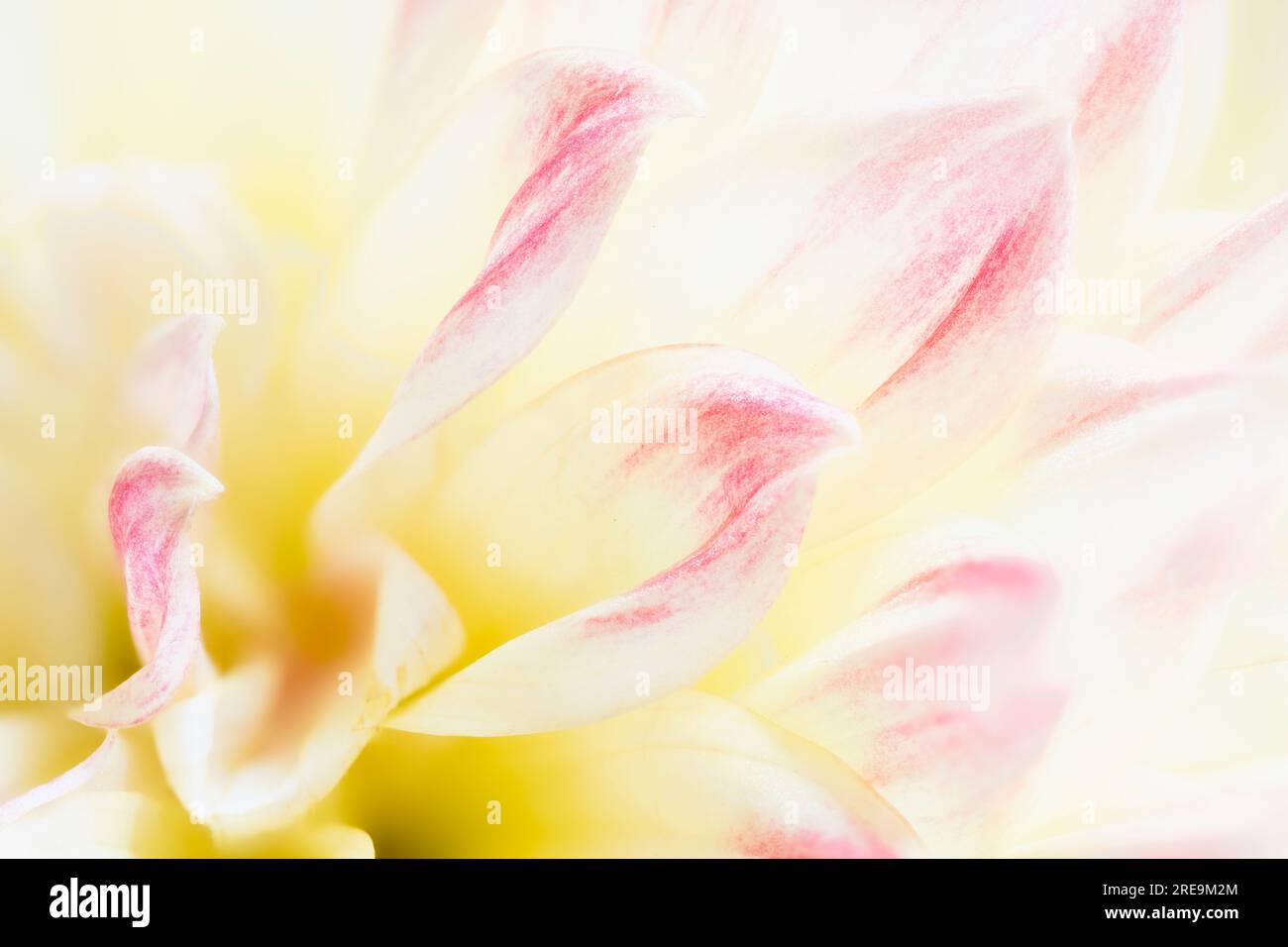 Une vue rapprochée des pétales d'une belle fleur de Dahlia rose et crème Banque D'Images