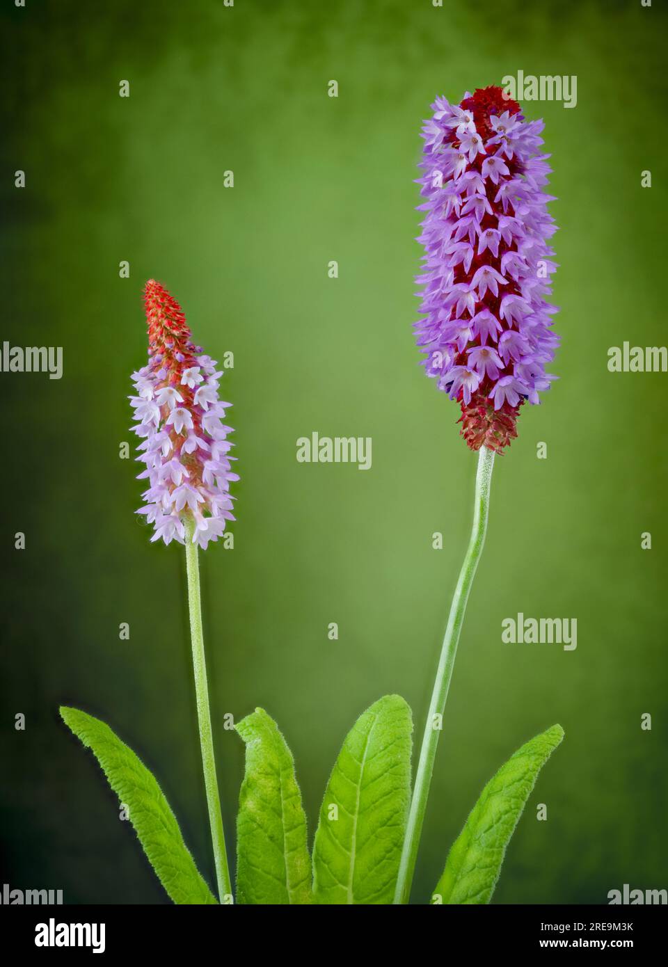 Une pointe florale de Primula vialii, qui est une plante alpine chinoise devenue populaire au Royaume-Uni, photographiée sur un fond vert Uni Banque D'Images