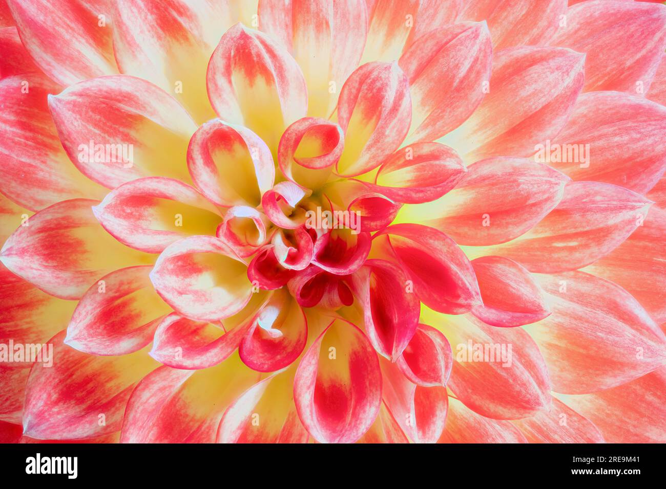 Une vue rapprochée des pétales d'une belle fleur de Dahlia rouge et jaune Banque D'Images