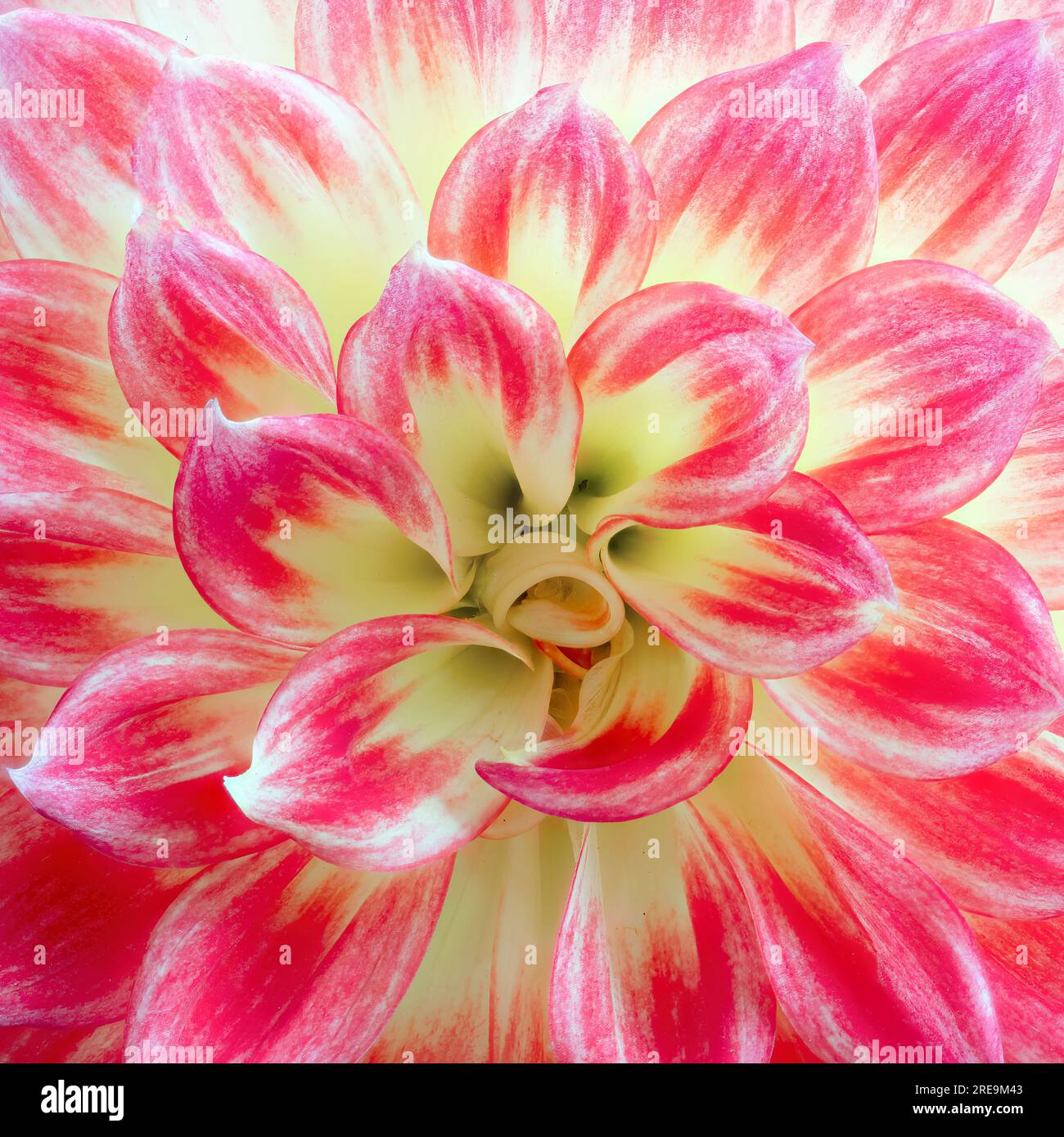 Une vue rapprochée des pétales d'une belle fleur de Dahlia rouge et jaune Banque D'Images