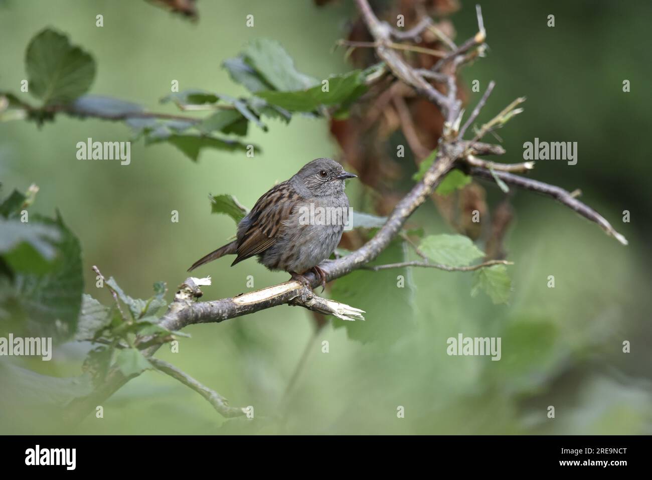 Juvenile Dunnock (Prunella modularis) perché en profil droit sur une branche de haie dans Middle Foreground of image, prise dans le centre du pays de Galles, Royaume-Uni en été Banque D'Images