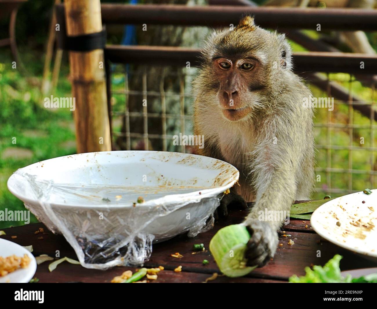 Un singe sauvage à longue queue (Macaca fascicularis) essaie de ramasser un morceau de concombre qu'il voulait manger sur la table Banque D'Images