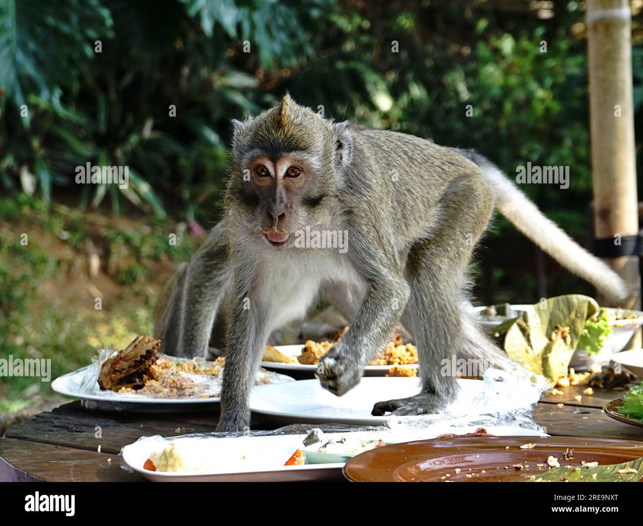 Un singe sauvage à longue queue (Macaca fascicularis) apprécie le riz frit sur la table Banque D'Images